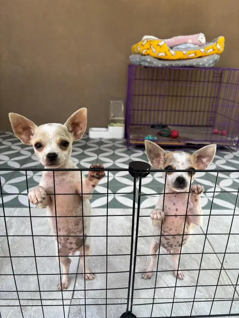 Chihuahua Jantan - Image 1 of 8