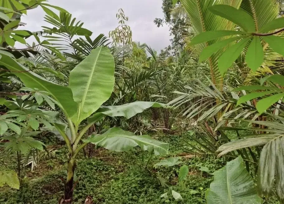 Kebun salak yang berada di kaki gunung watukau tabanan - Image 1 of 9