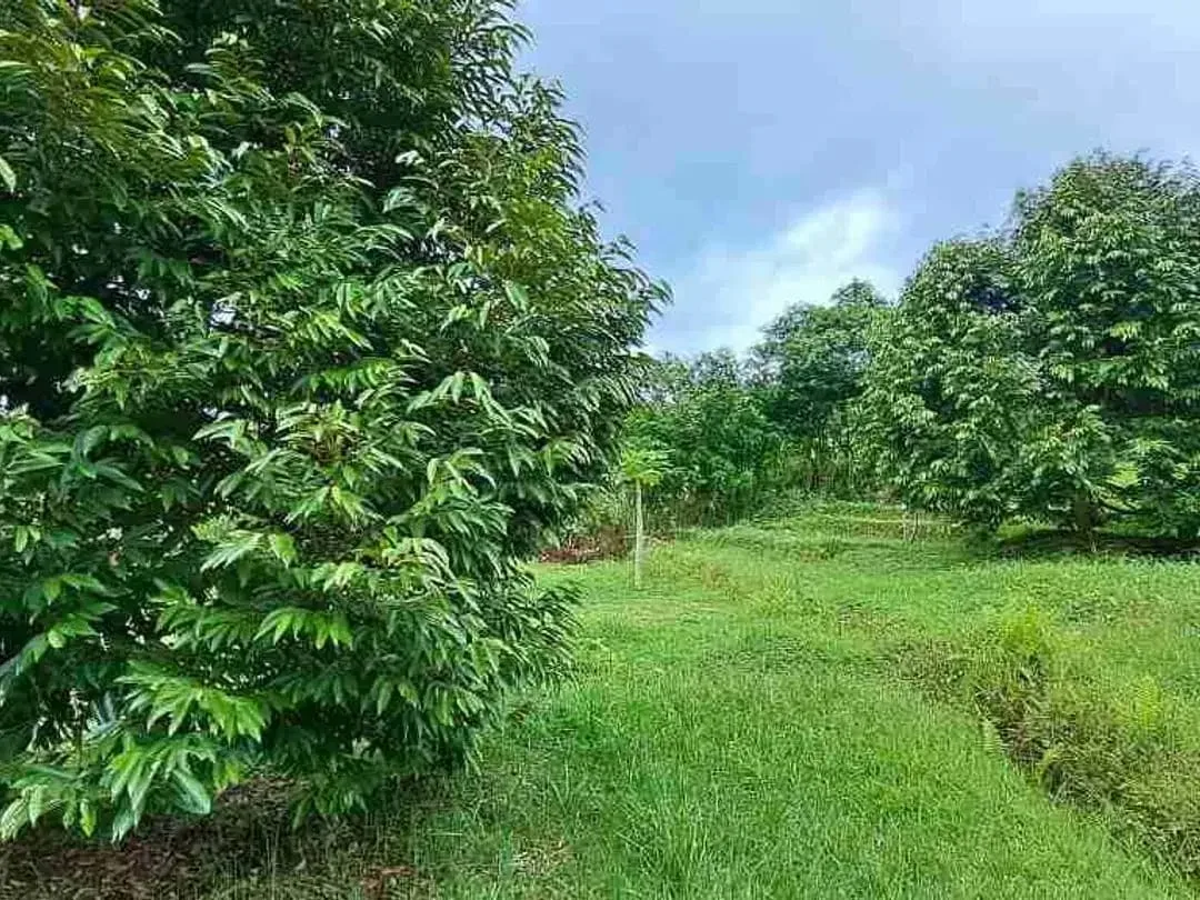 dijual Tanah Kebun Durian, Tabanan, Bali - Image 9 of 10