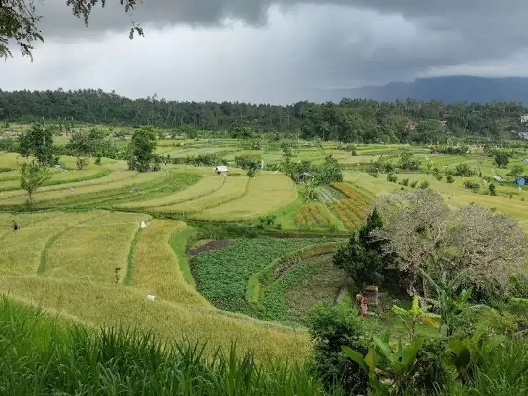 Land leasehold 1ha riceview Tirtagangga ababi karangasem - Image 2 of 6