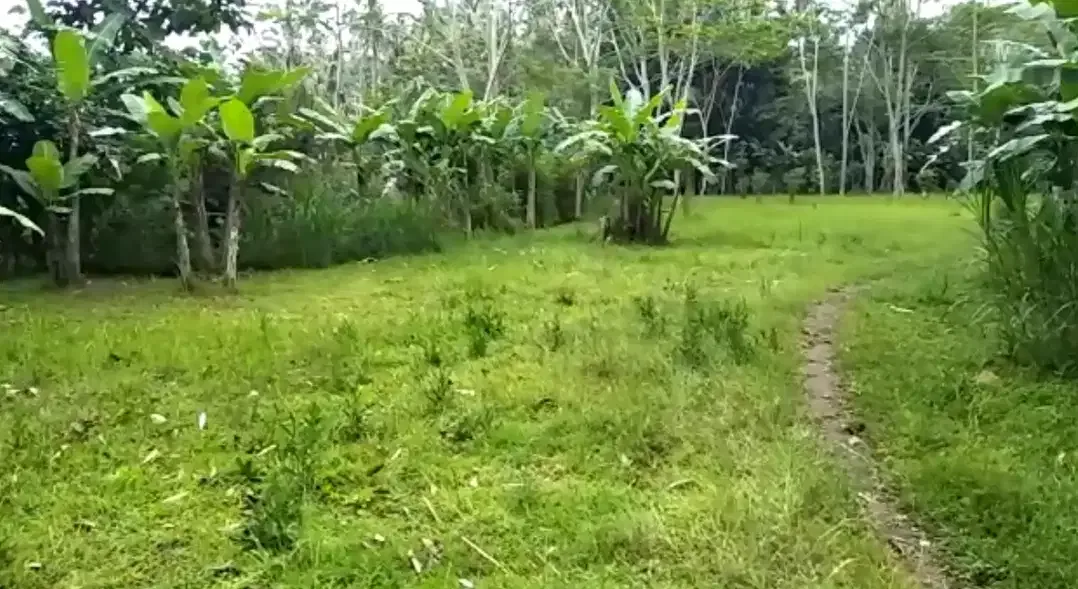 DIJUAL LAHAN VIEW ALAM UBUD - Image 2 of 5
