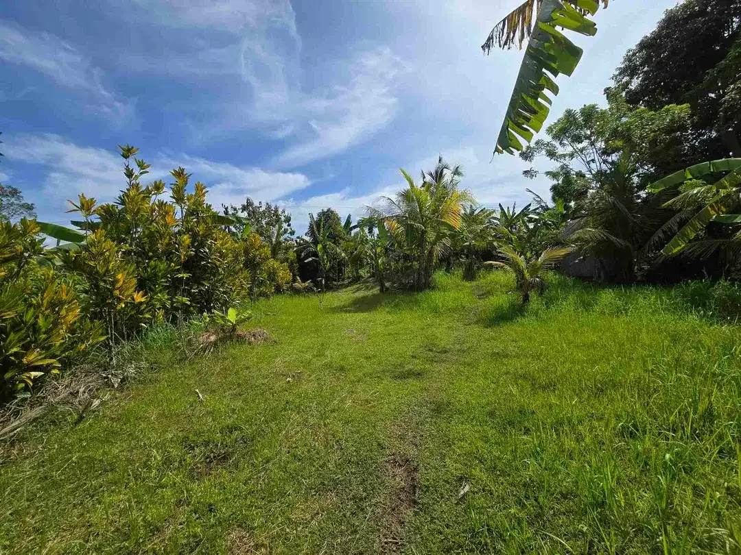 Dijual tanah dekat kota view sawah dan gunung di tabanan bali - Image 6 of 10