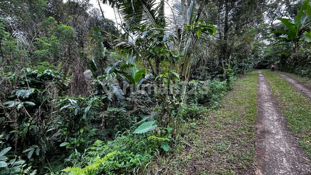 Jual Tanah Kebun Murah View Sawah Los Sungai Di Tabanan Bali - Image 3 of 4