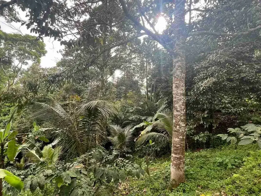 jual tanah Luas kecil ketinggian 550 MDPL di tabanan bali. - Image 7 of 10