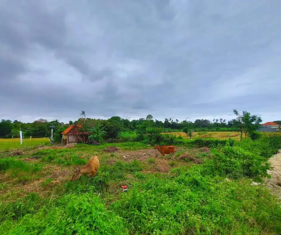 FOR SALE LAND WITH RICE FIELD VIEW AT BERAWA CANGGU - Image 5 of 10