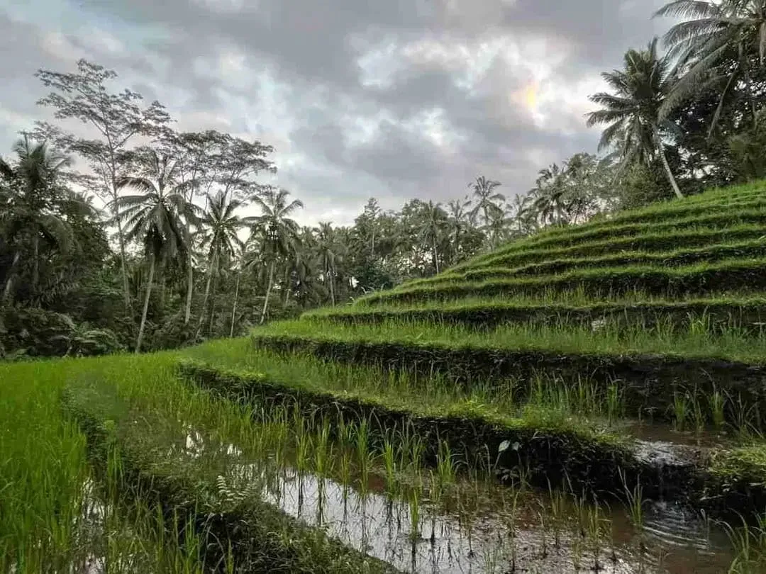 jual tanah kebun Los sungai, view sawah cantik dan sunset yang indah di tabanan bali. - Image 9 of 10