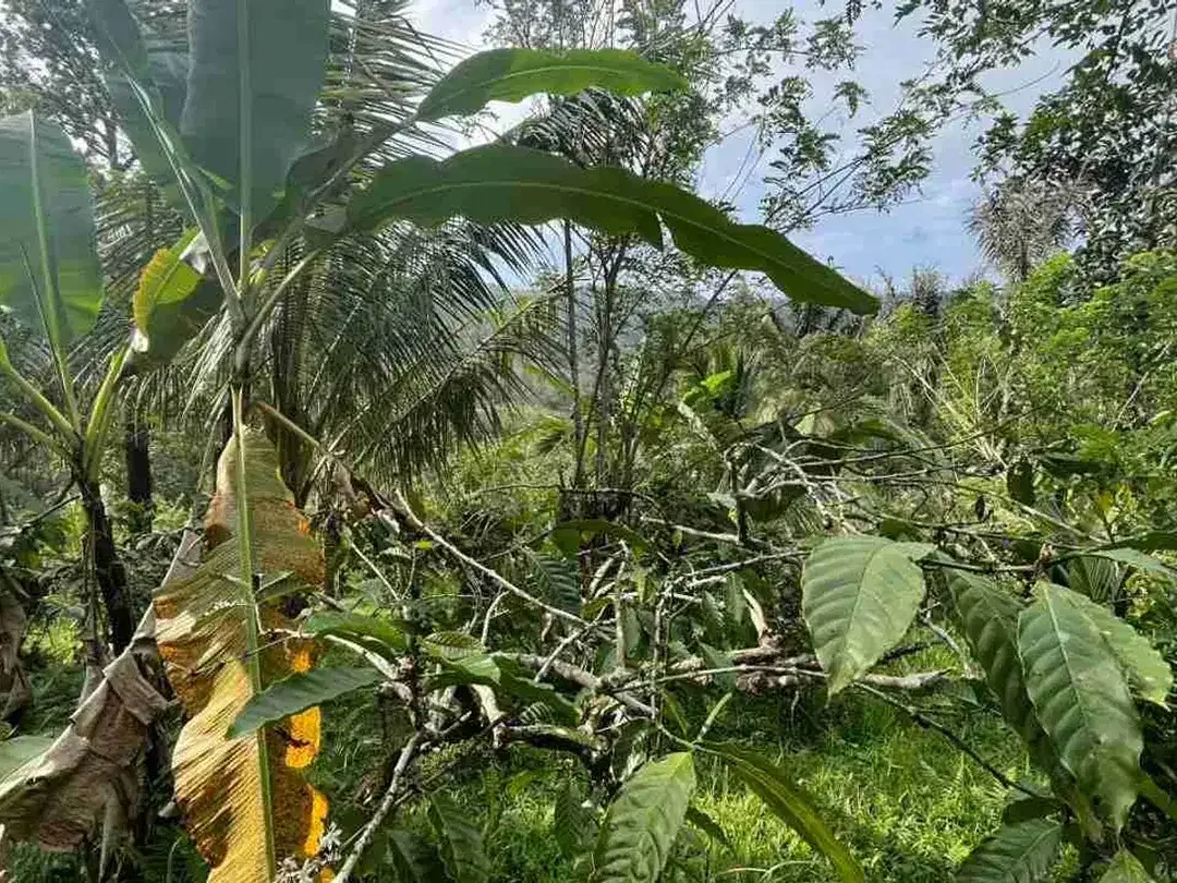 jual tanah kebun kopi Los sungai view sawah di pupuan tabanan bali. - Image 6 of 10