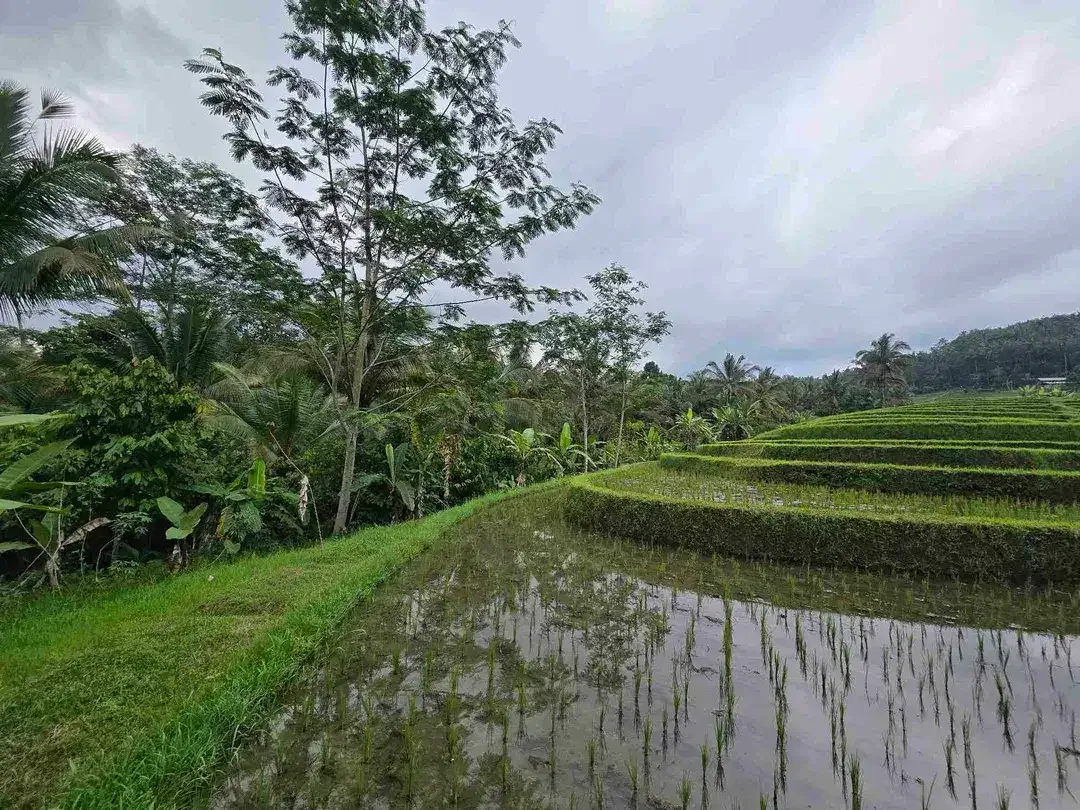 dijual tanah murah view cantik di tabanan bali - Image 3 of 10