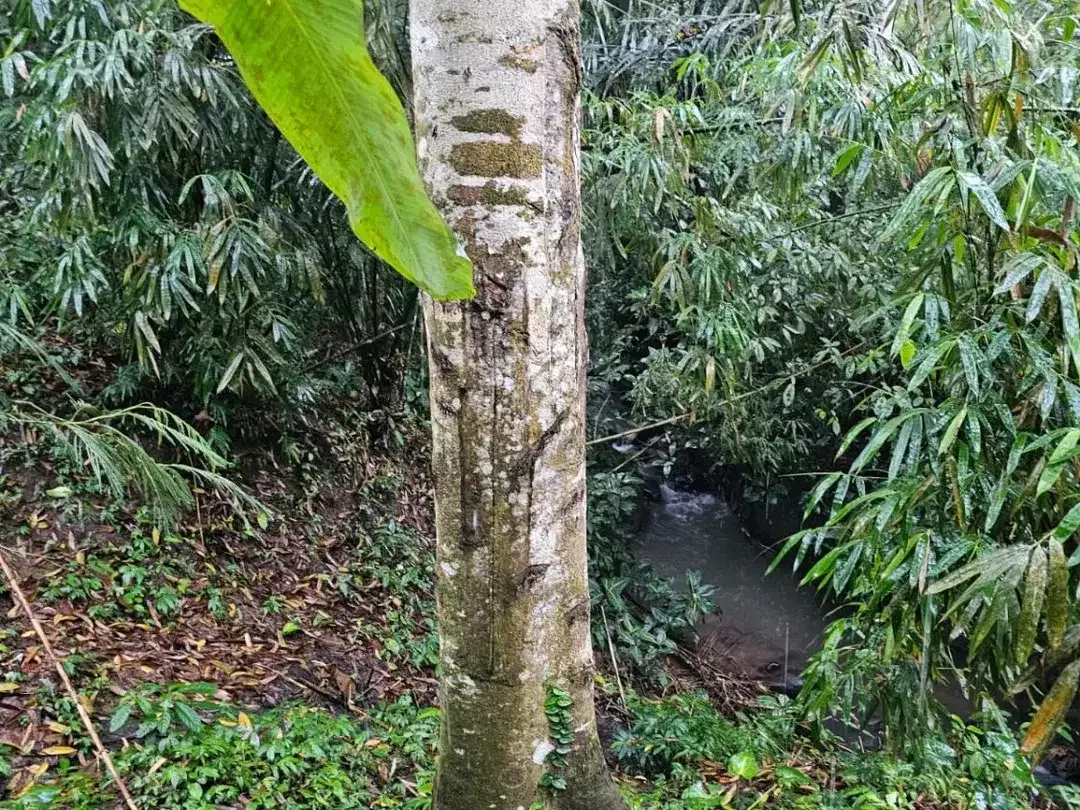 jungle river side - Image 3 of 10