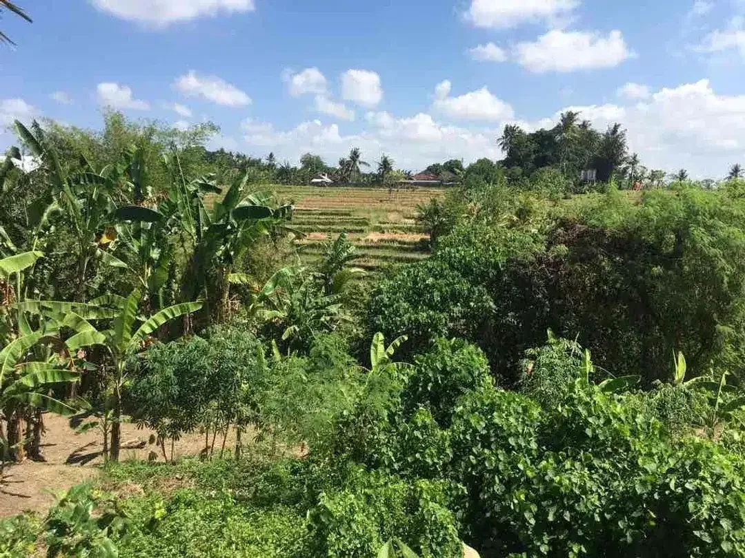 SMALL PLOT RICE FIELD , JUNGGLE AND RIVER VIEW AT SINGAPADU UBUD GIANYAR - Image 4 of 10