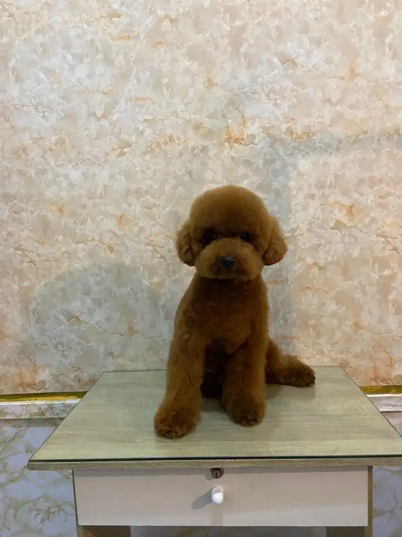Pet grooming only dog - Image 7 of 10