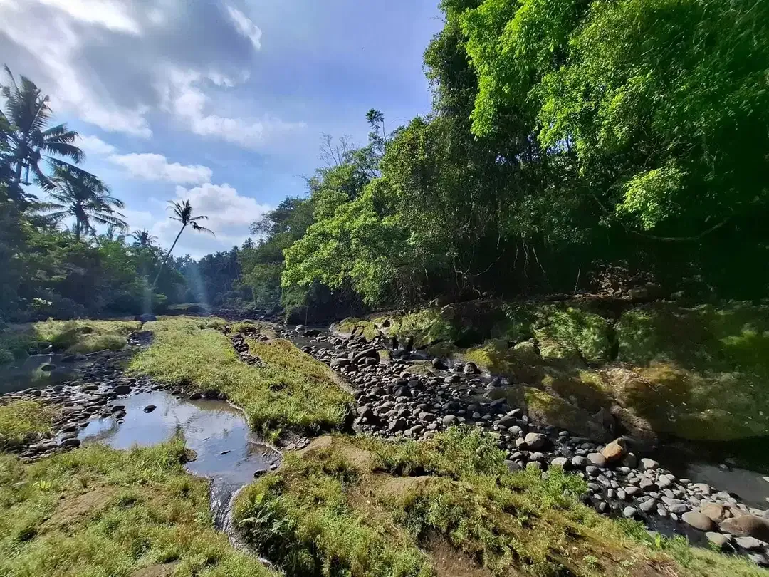 Dijual tanah los sungai dengan view sawah di tabanan bali - Image 3 of 10