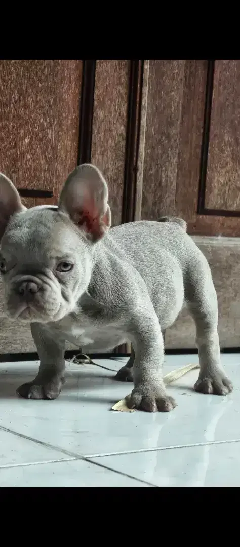 French bulldog puppies rare colour male - Image 3 of 3