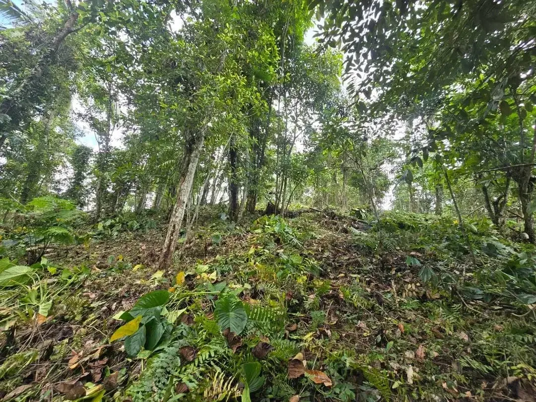 Dujual kebun durian manggus murah di tabanan balj - Image 8 of 10