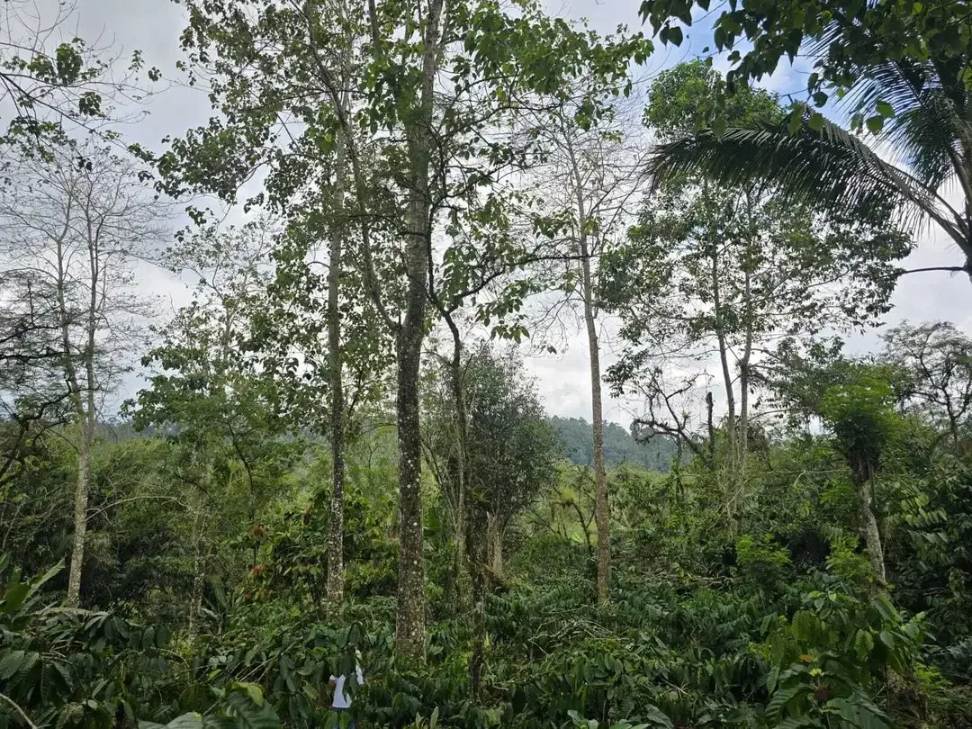 Dijual tanah kebun kopi produktif dengan view lembah di bali - Image 4 of 10
