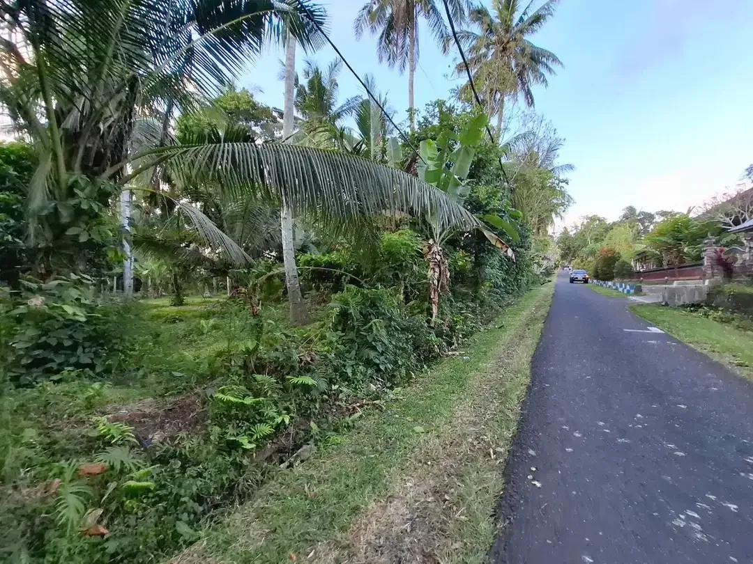 Dijual tanah kebun kelapa view sawah akses jalan propinsi di bali - Image 7 of 10