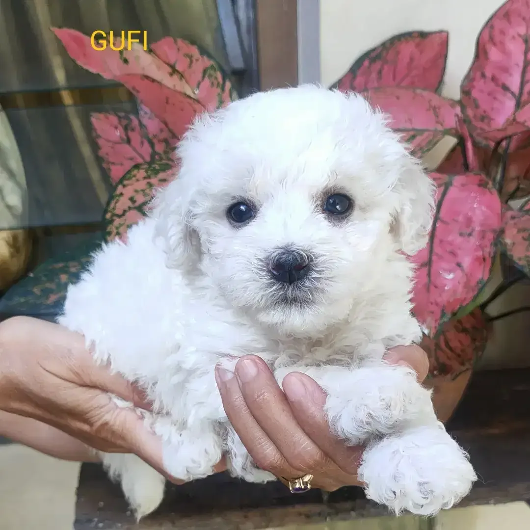 DI JUAL MURAH BICHON FRISE BETINA STAMBUM VAKSIN KUALITAS BAGUS - Image 3 of 3