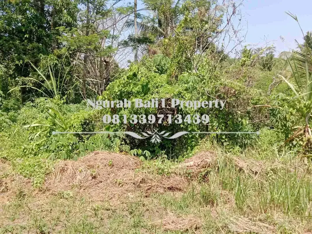 Tanah Dijual Murah Luas 8 Are View Sawah Kawasan Villa di Mas Ubud - Image 2 of 7