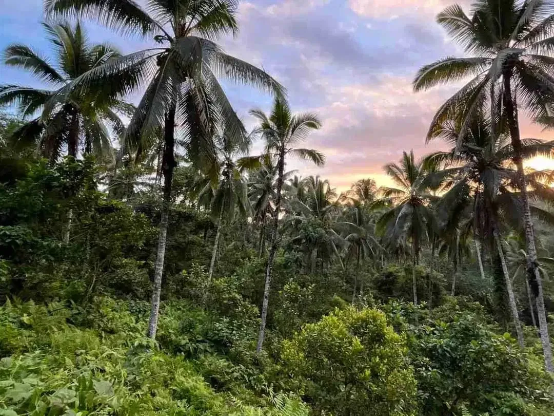 jual tanah kebun Los sungai, view sawah cantik dan sunset yang indah di tabanan bali. - Image 10 of 10