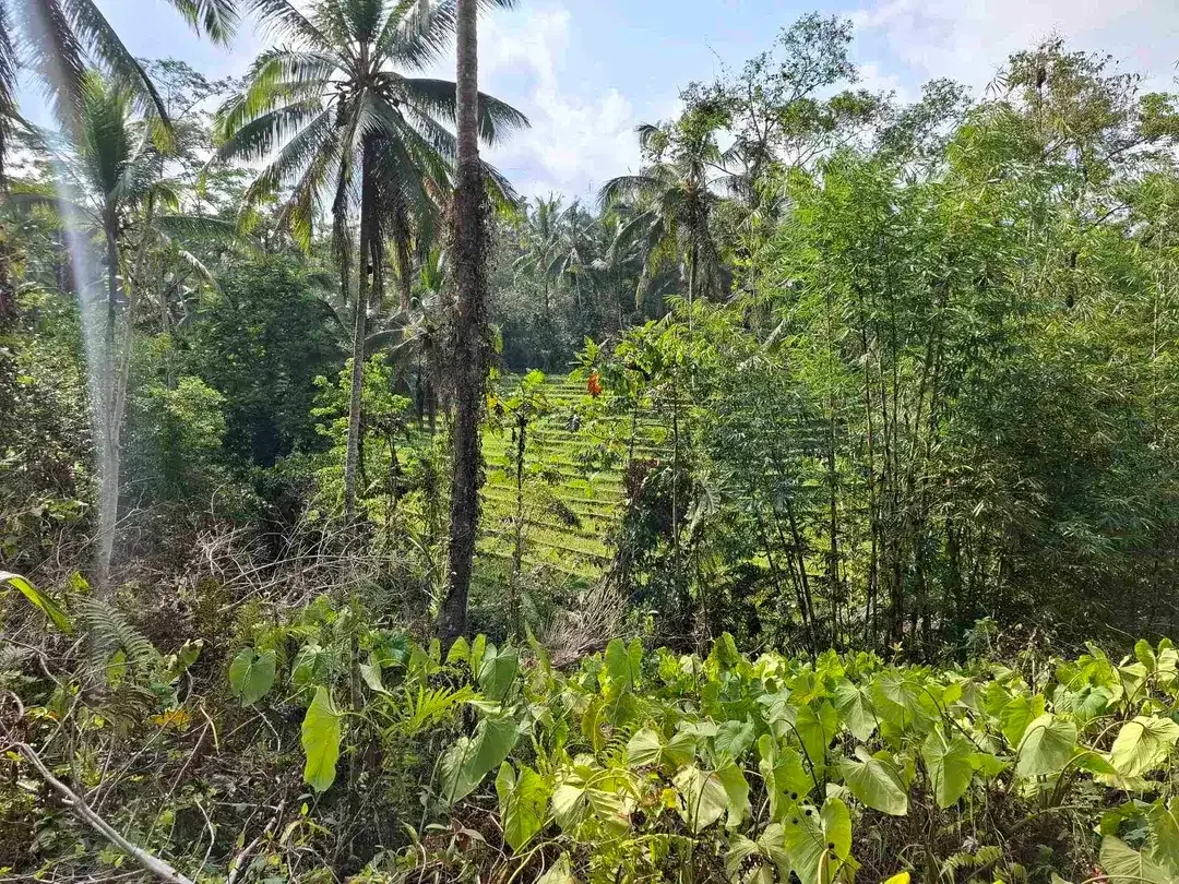Tanah kebun murah dan strategis los sungai jernih berbatu mendapatkan view sawah di bibir sungai - Image 9 of 10
