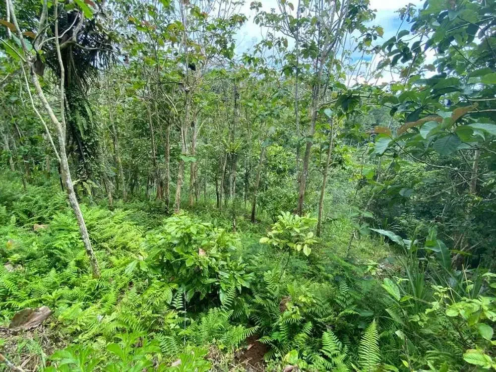 DIJUAL TANAH VIEW LEMBAH SUNGAI DI GIANYAR - Image 3 of 9
