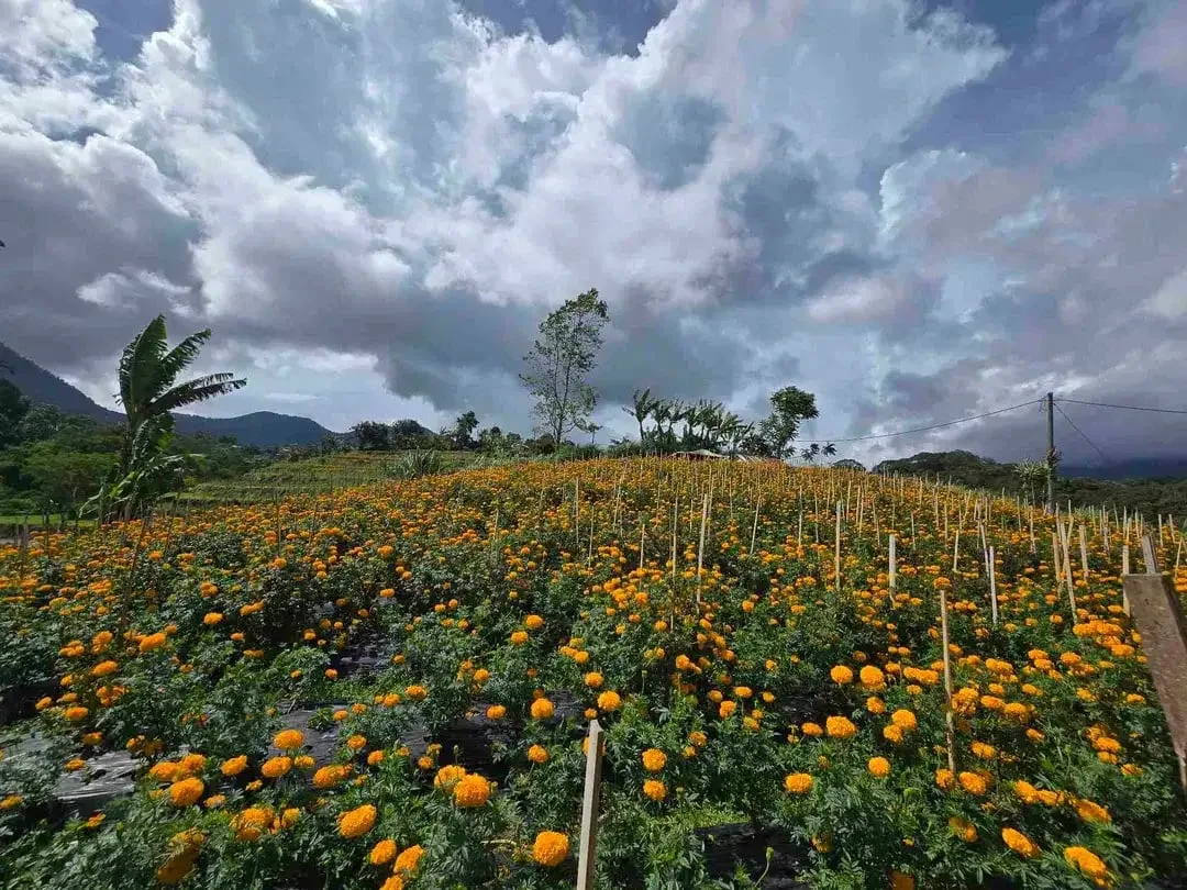 Dijual tanah murah view istimewa gunung lembah dan perkotaan di bedugul bali - Image 9 of 10