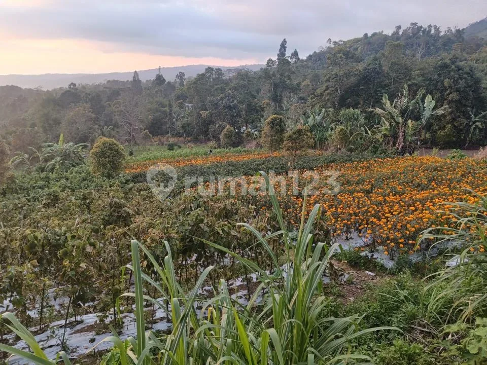 Magnificent Views Investment Opportunity Freehold Land With Unobstructed Views In Gesing - Image 4 of 4