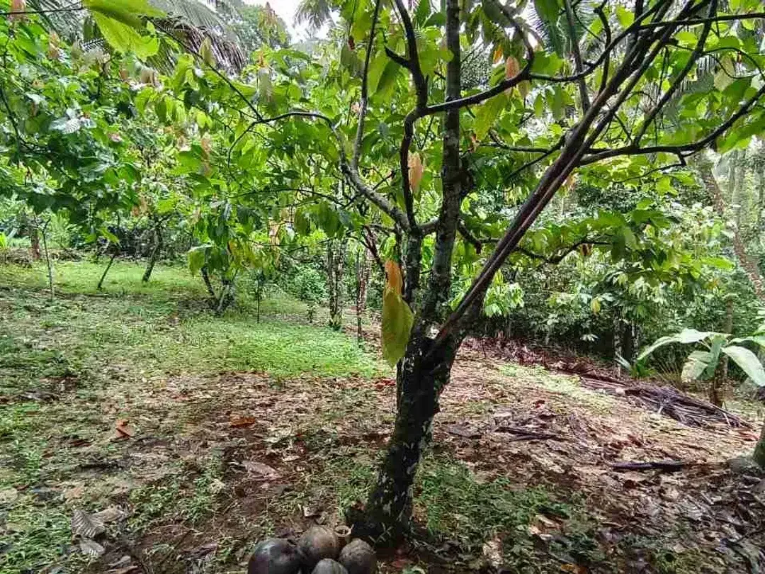 jual tanah kebun di tabanan bali - Image 2 of 10