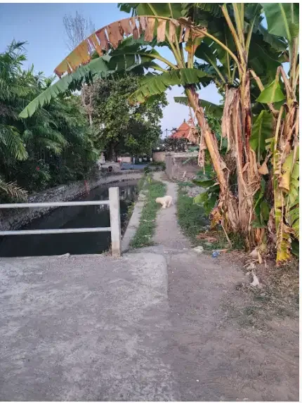 Tanah Hadap Barat di Sanur Kauh Denpasar - Image 2 of 10