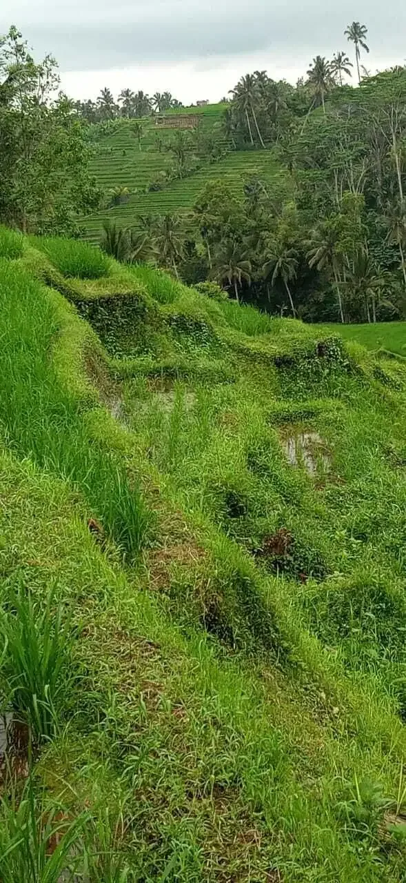 BUC TANAH VIEW GUNUNG, SAWAH DAN SUNGAI TABANAN - Image 6 of 10