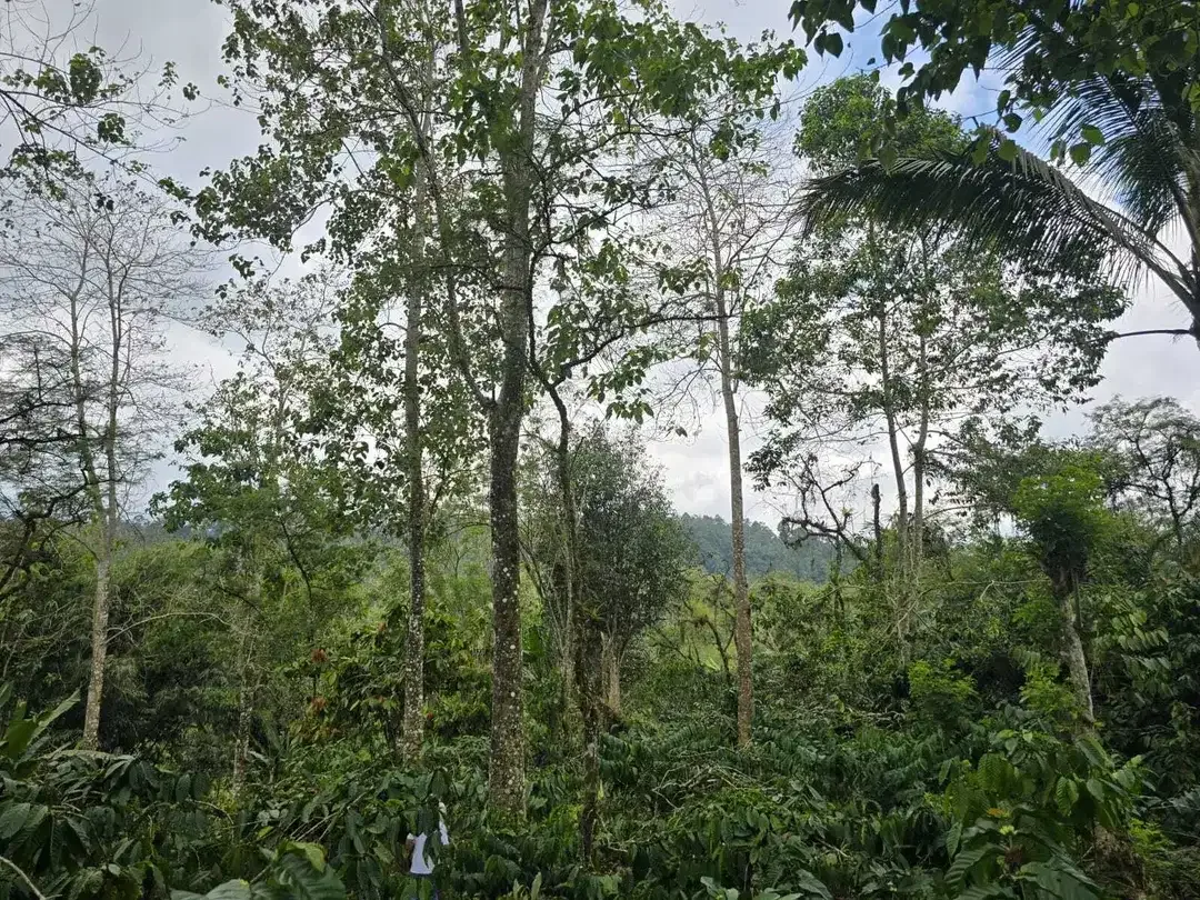 Dijual tanah kebun kopi view gunung dan lembah di bali - Image 6 of 10