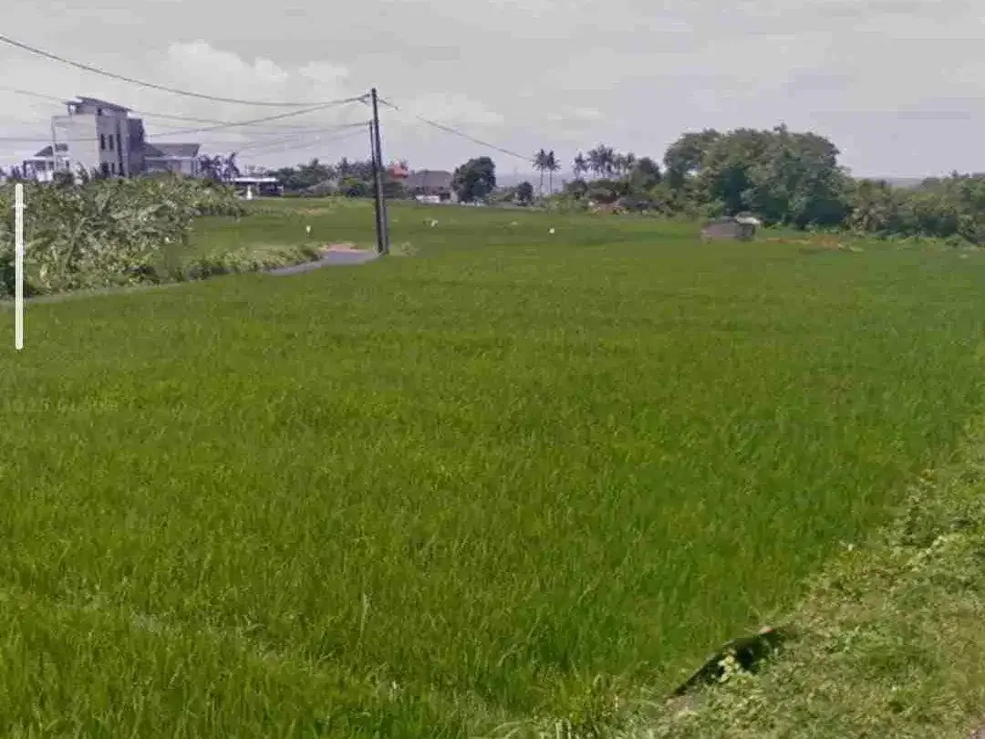 DIJUAL TANAH MURAH CEMAGI - Image 4 of 5