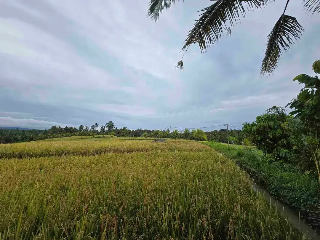 Dijual tanah view exotik sawah dan gunung di tabanan bali - Image 4 of 10