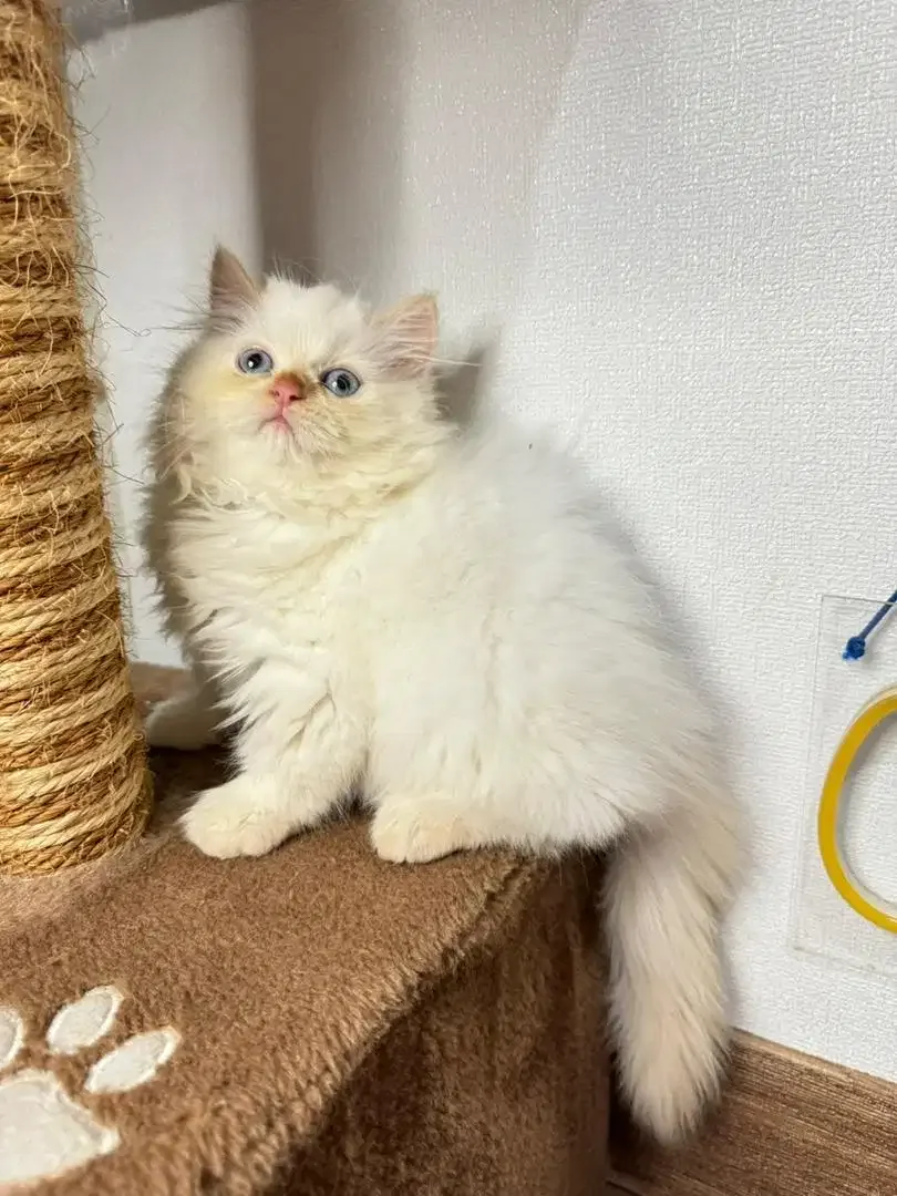 Kitten Kucing Persia - Image 2 of 5
