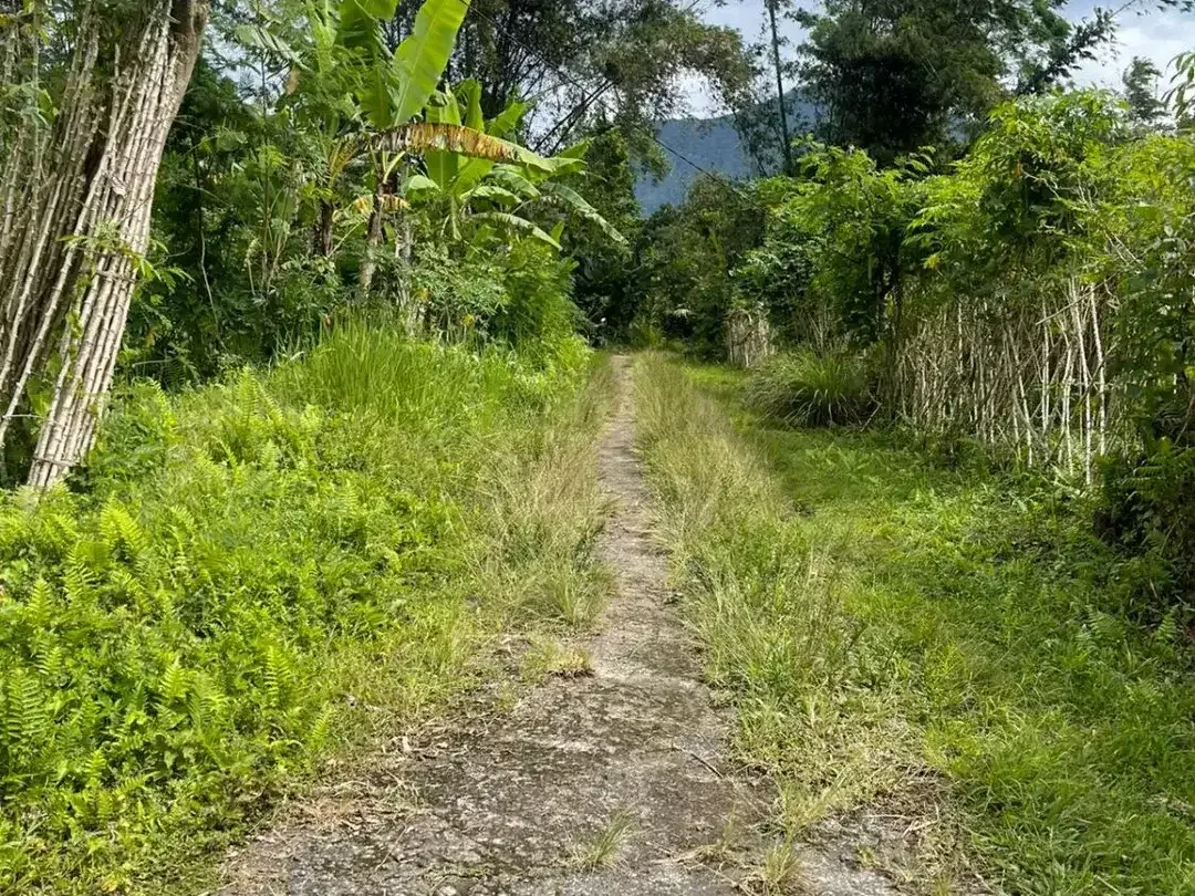 Murah! Tanah Kavling Luas 5,33 Are Dekat Wisata Jatiluwih, Tabanan - Image 7 of 10