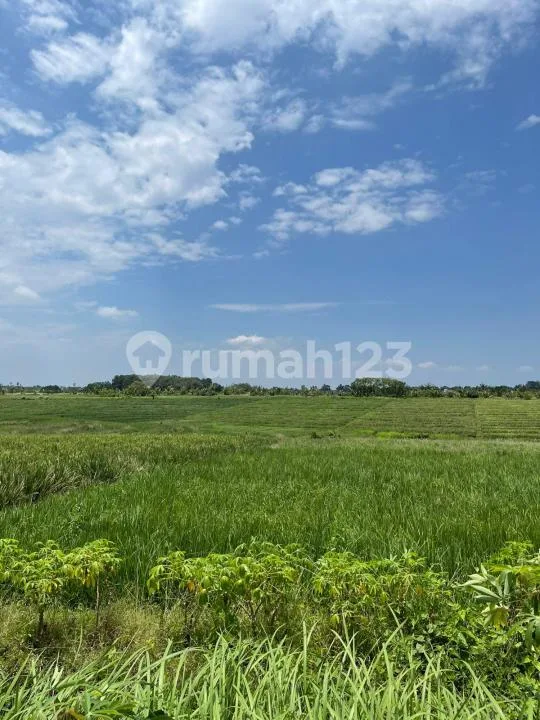 Murah! Tanah Luas 46 Are View Sawah, Laut dan Gunung Dekat Pantai Kelating, Tabanan - Image 2 of 4
