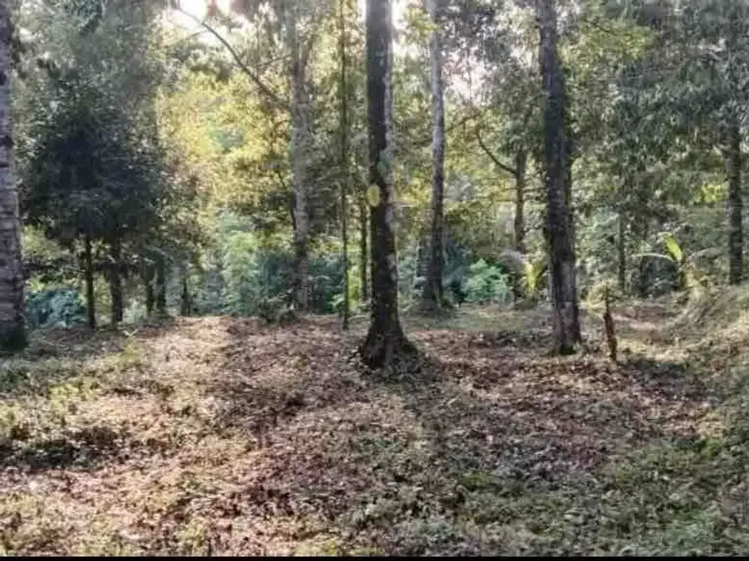 Tanah Sidemen jungle Riceview - Image 9 of 10