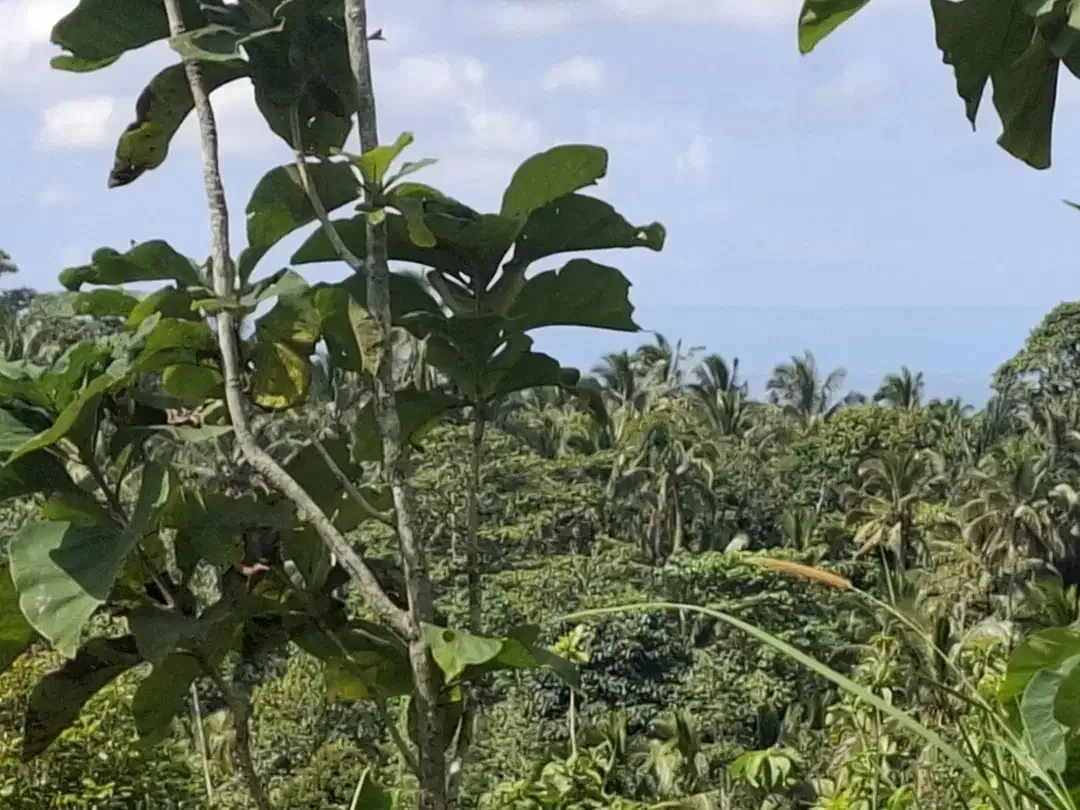 Dijual tanah murah di daerah pariwisata - Image 2 of 7