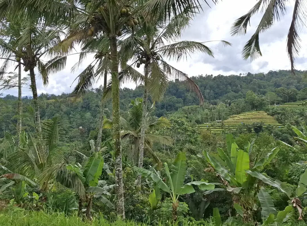 Dijual tanah los sungai view gunung dan sawah - Image 6 of 9