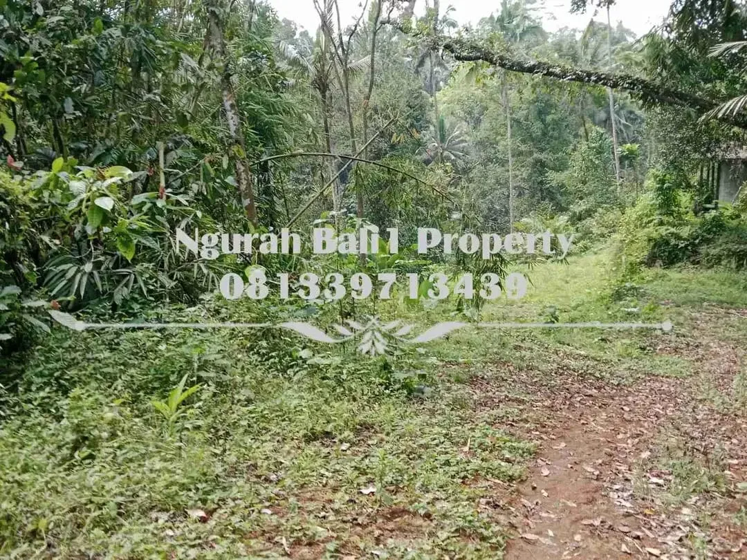 Disewakanl Tanah Murah Luas 55  Are Pemandangan Hutan di Ubud Pejeng - Image 5 of 7