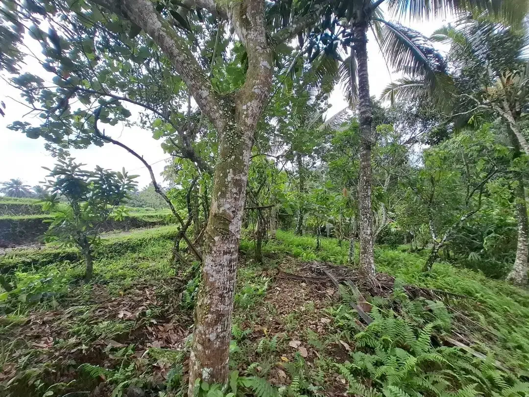 Dijual murah tanah kebun view sawah dan los sungai - Image 5 of 10