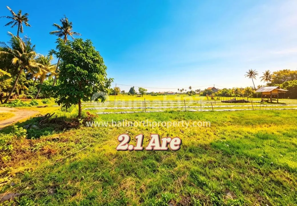 Tanah Premium View Sawah Dijual - Lovina, Bali Utara - Image 3 of 4