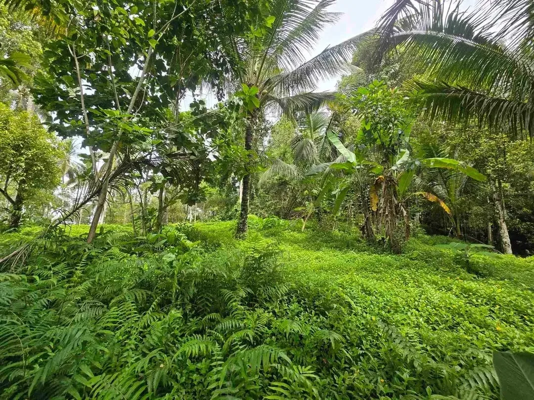 Dijual tanah view sawah cantik di kawasan villa di bali - Image 5 of 10