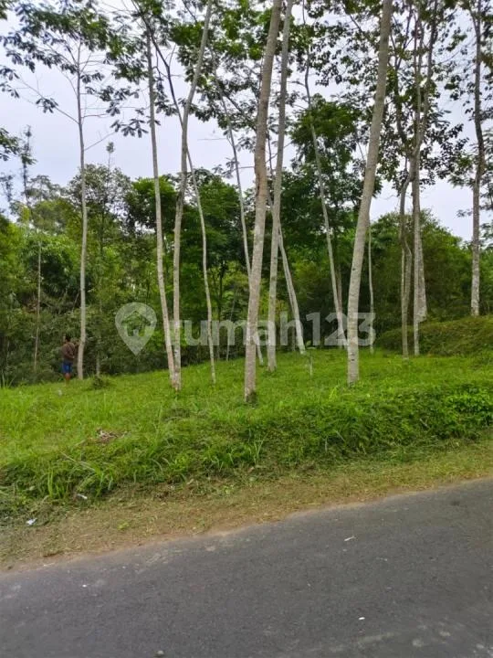Dijual Tanah Premium - Taro Utara Ubud View Jungle & Lembah - Image 2 of 4