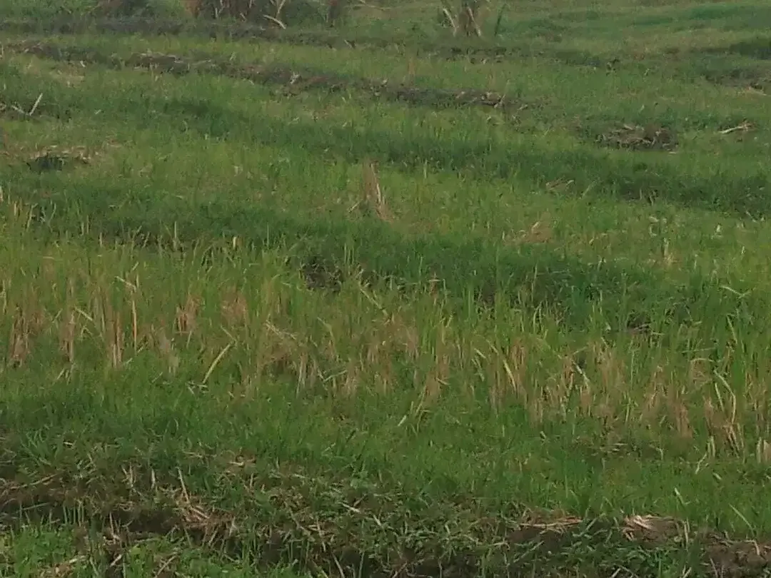 Land for sale in Kaba Kaba, Bali - Image 3 of 7