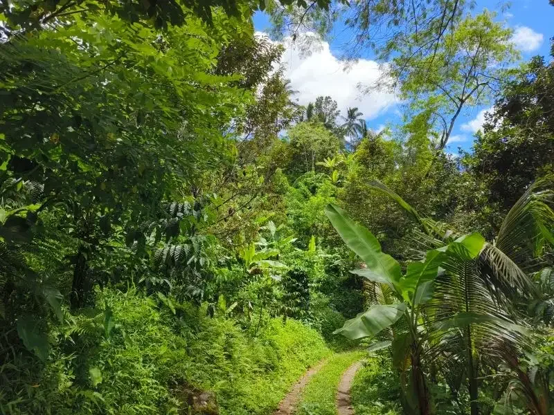 tanah kebun durian murah ditabanan bali - Image 2 of 10