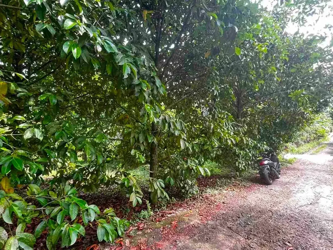 jual kebun manggis luas kecil, 100 meter dari jalan utama antar propinsi denpasar gilimanuk. - Image 5 of 10