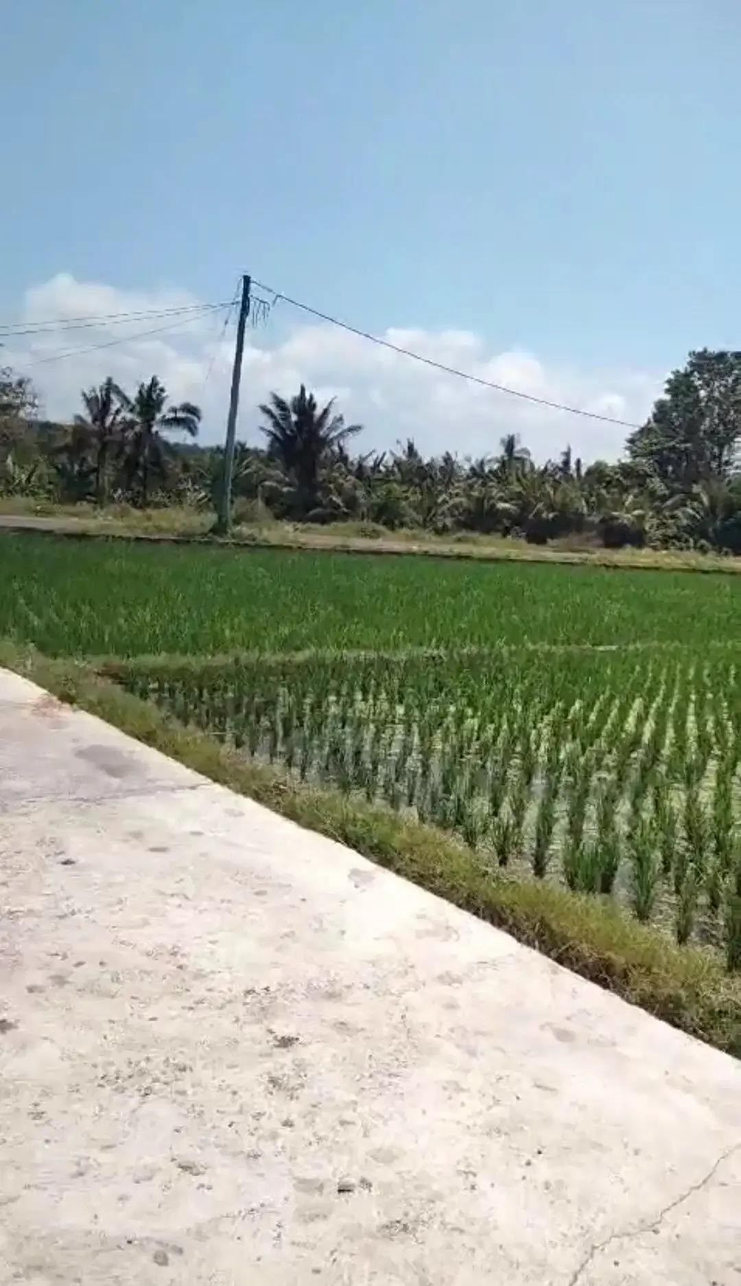 BUC 5 are View Pantai dan sawah di Lebih Gianyar Bali - Image 6 of 6