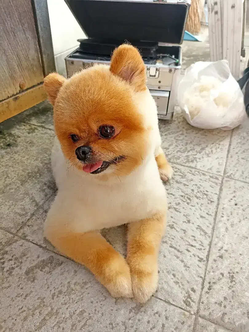 Grooming anjing kesayangan - Image 2 of 2