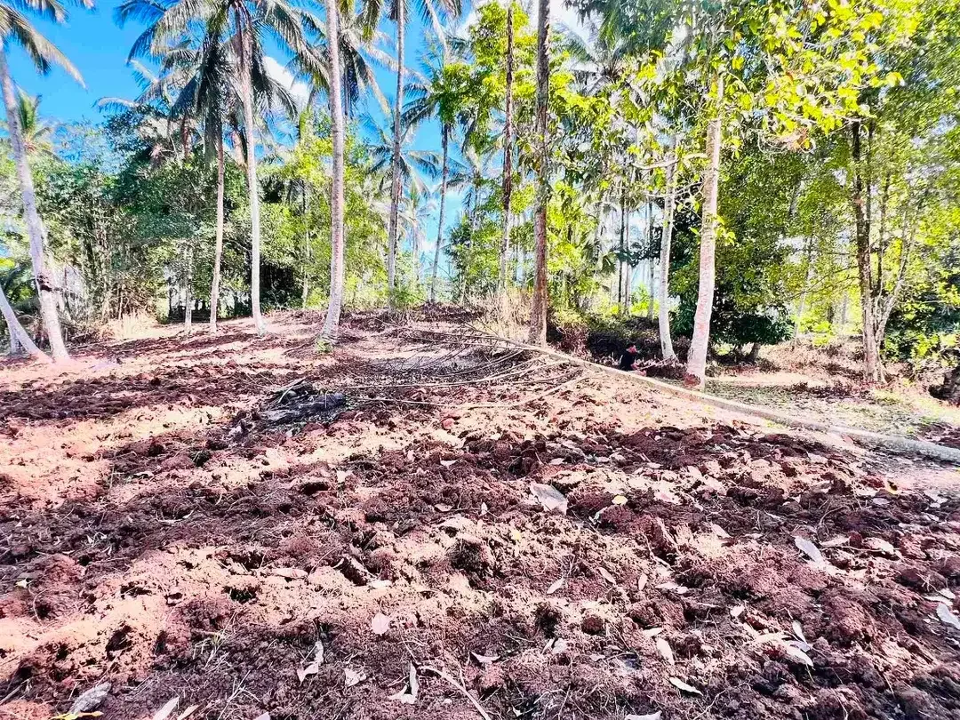 jual tanah kebun view sawah dan lembah indah di selemadeg timur tabanan bali. - Image 6 of 10